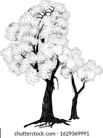 ilustración con árboles grandes y pequeños aislados en fondo blanco