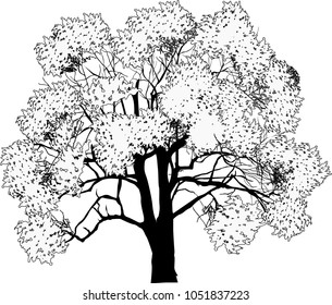 Abbildung mit großem Baum einzeln auf weißem Hintergrund