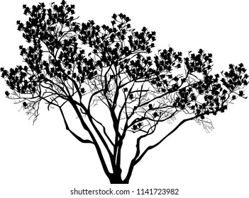 illustration wth large tree isolated on white background