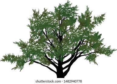 illustration wth large tree isolated on white background