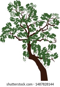 illustration wth large tree isolated on white background