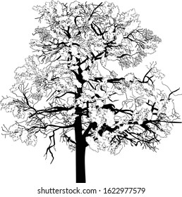 Abbildung mit großem Baum einzeln auf weißem Hintergrund