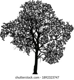 illustration wth large tree isolated on white background
