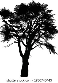 illustration wth large tree isolated on white background