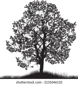 ilustración con árbol grande aislado en fondo blanco