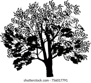 illustration wth large tree isolated on white background