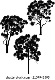 illustration wth three large eucalyptus trees silhouettes isolated on white background