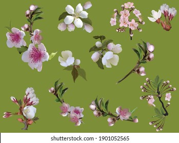 illustration wtih spring trees flowers isolated on green background
