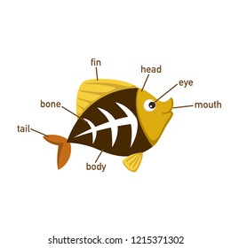 Illustration of x-ray fish vocabulary part of body.vector