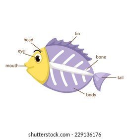 illustration of x-ray fish vocabulary part of body vector