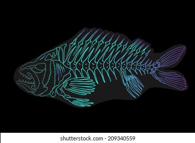 Illustration of a x-ray tetra cartoon fish. Isolated on a black background.