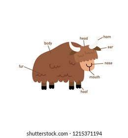 Illustration of yak vocabulary part of body.vector