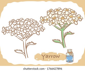 Illustration of yarrow and aromatherapy bottle. Vector illustration.