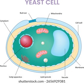 illustration of yeast cell diagram - vector