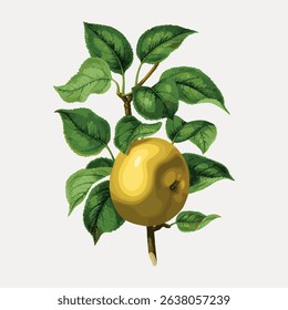 Illustration of a yellow apple on a branch with green leaves. The apple is ripe and yellow. Green leaves surround the yellow apple on the branch. Vintage fruit illustration vector.