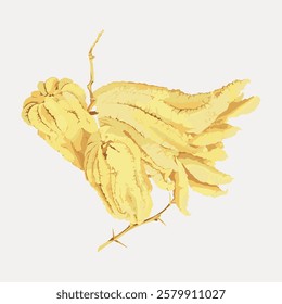 Illustration of a yellow Buddha's hand fruit with finger-like segments. The yellow fruit's unique shape resembles fingers, making it distinct and eye-catching. Vintage flower illustration, vector.