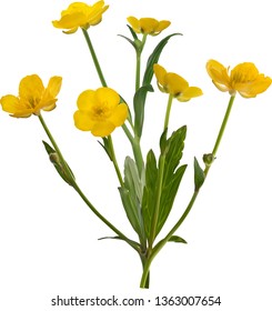 illustration with yellow buttercup flowers isolated on white background