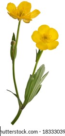 illustration with yellow buttercup flowers isolated on white background