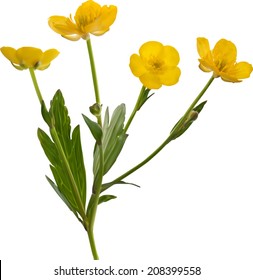 illustration with yellow buttercup flowers isolated on white background