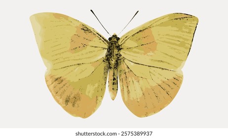 Illustration of a yellow butterfly with detailed wings. The butterfly's wings are yellow with subtle patterns. Yellow butterfly on a light background. Vintage illustration isolated on white, vector.
