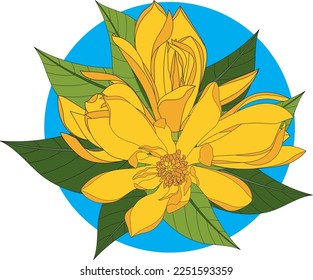 Illustration of Yellow Champaka blooming flower with leaves on blue circle. (Scientific name Michelia alba DC.)