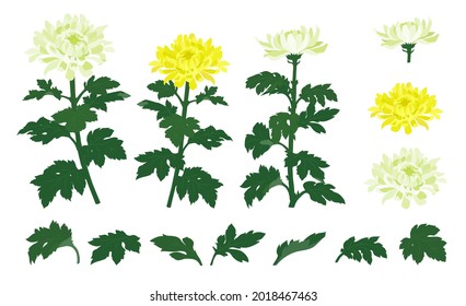 Illustration of　white and yellow chrysanthemum flowers