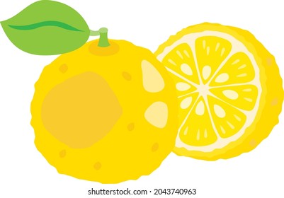 Illustration of the yellow citron