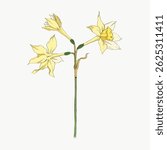 Illustration of a yellow daffodil with three blooms. The daffodil features delicate petals and a slender green stem. Daffodil art with yellow flowers and green stem. Vintage flower illustration vector