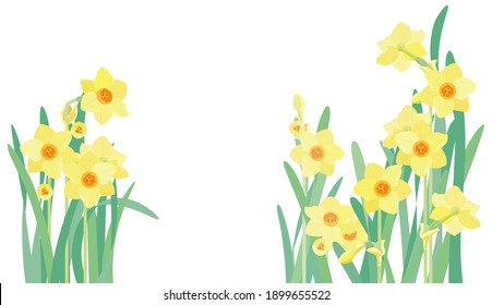 Illustration of yellow daffodils on white background