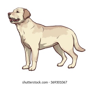 Illustration of yellow dog breed Labrador Retriever