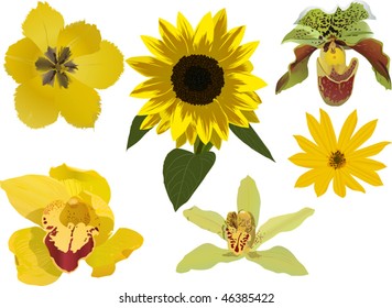 illustration with yellow flowers collection