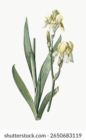 Illustration of yellow iris flowers with green leaves. Botanical art featuring iris flowers, detailed iris petals, and lush green leaves. Elegant iris design. Vintage flower illustration vector.