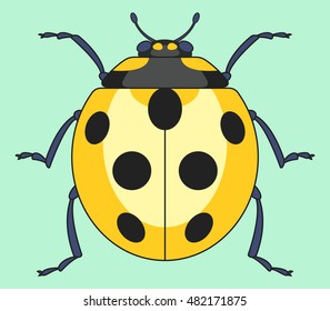 Illustration of the yellow ladybug insect