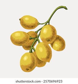 Illustration of yellow lemons on a branch. Lemons are vibrant and fresh. The lemons have a textured appearance. Lemons are a classic citrus fruit. Vintage art drawing, isolated vector element.