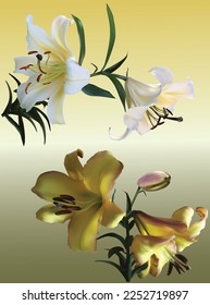 illustration with yellow lily blooms on light background