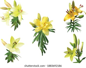 illustration with yellow lily flowers isolated on white background