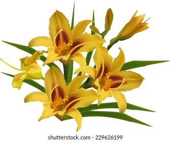 illustration with yellow lily isolated on white background