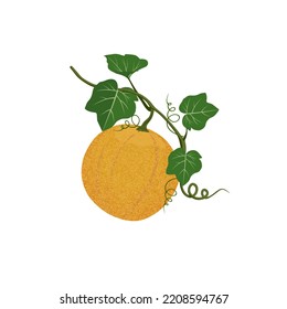 Illustration of a yellow melon with green leaves, stems and tendrils. Vector design, cartoon.