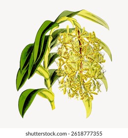 Illustration of a yellow orchid with green leaves. The orchid's intricate petals are detailed and vibrant. Yellow orchid and green leaves create a vivid image. Vintage flower illustration vector.