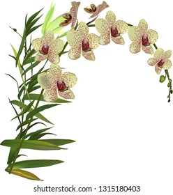 illustration with yellow orchid isolated on white background