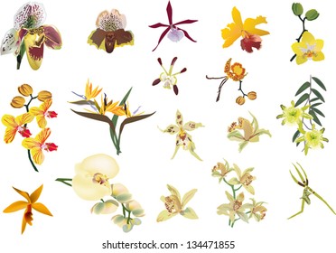 illustration with yellow orchids collection