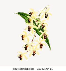 Illustration of yellow orchids with green leaves. The orchids are detailed with brown centers. Botanical art showcasing orchids and leaves in a delicate style. Vintage flower illustration vector.