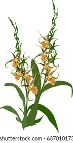 illustration with yellow orchids isolated on white background