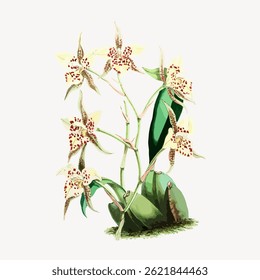 Illustration of yellow orchids with red spots, showcasing delicate petals and green leaves. Orchids in bloom, orchids in nature, orchids with vibrant colors. Vintage flower illustration vector.