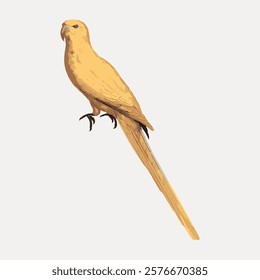 Illustration of a yellow parrot perched on a branch. The yellow parrot has a long tail. The parrot's yellow feathers are vibrant and detailed. Vintage animal illustration isolated on white, vector.