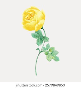 Illustration of a yellow rose with green leaves. The yellow rose is detailed, with delicate petals. The green leaves complement the vibrant yellow rose. Vintage flower illustration isolated, vector.