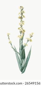 Illustration of a yellow wildflower with delicate petals and green leaves. The wildflower stands tall, showcasing its yellow blooms and slender green leaves. Vintage flower illustration vector.