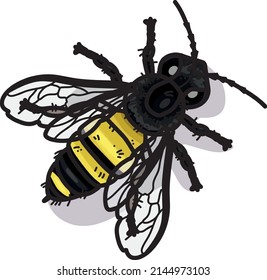 illustration of a yellow worker bee with black stripes, 3 long legs and 2 transparent wings seen from above, big black eyes