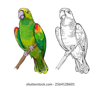 Illustration of yellow-crowned Amazon parrot. Colorful and black and white page for coloring book. Printable worksheet for children. Drawing for encyclopedia. Hand drawn flat vector. Animals for kids