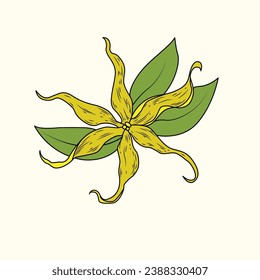The Illustration of Ylang Flower